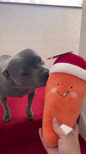 TikTok - Make Your Day