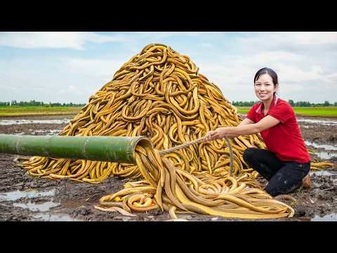 Wild Golden Eels Caught and Grilled Over Hot Coals | Ancient-Style Eel Trap Making