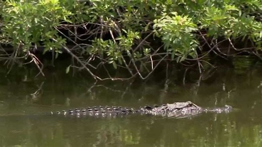 Gator attacks in Florida: what is a 'death roll'?