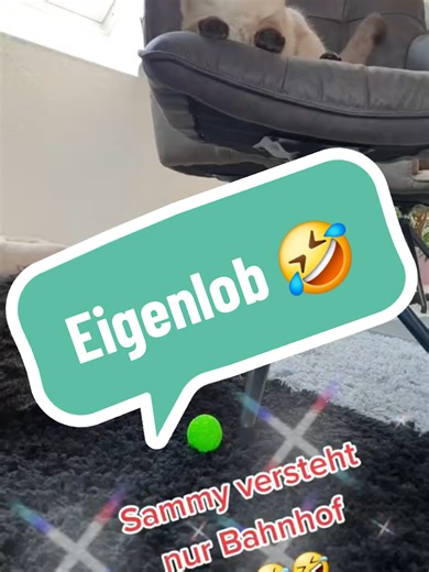 #lustig #catsoftiktok #katzen #fellnasen #comedy