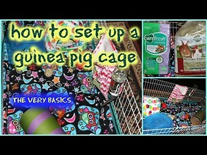 How to Set Up a Guinea Pig Cage | The Basics