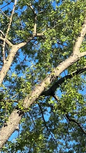 Blue Jay Bird Chirping And Flying And Cherry Blossom Tree And Green Tree And Pine Tree 4/20/26