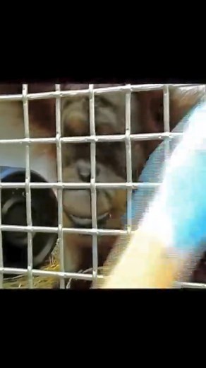 Orangutan almost speaking. This orangutan is mimicking human vocaliza... #wildlife #gorillatrekking #greatapes #primates #reels #mountaingorilla #silverback #endangeredspecies #wildlifephotography #gorillalove #nature #gorilla #conservation #gorillas #naturephotography #fbreels #rwanda #gorillapower | King Kong Adventure