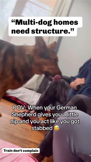 Jack-Allen Walker on Instagram: "Homes with multiple dogs don’t need constant human micromanagement — but they do need clear leadership and correct structure. In healthy multi-dog households, it’s normal for one balanced dog to correct another. That’s how dogs communicate boundaries, regulate energy, and maintain order. But here’s the part people miss: not every dog is qualified to correct. Corrections should come from a calm, stable, socially skilled dog — not from an insecure, reactive, or fru