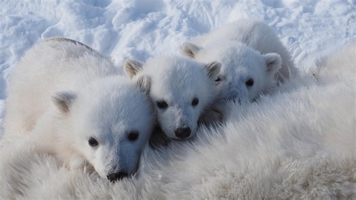 'Good news' for Norway's polar bears, which are growing fatter despite loss of sea ice