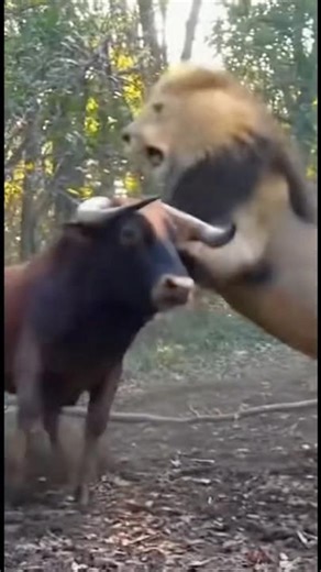 Lion vs Bull Showdown — Unbelievable Real Clash Caught on Camera! #wildbattle #lion #bull #shorts