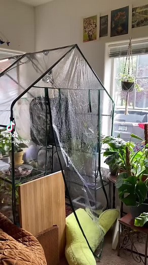Raising Giant Moths: A Fascinating Journey