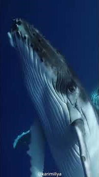 The Humpback Whale: The Gentle Giant That Dances and Sings Across the Ocean #sea #whales #wildlife