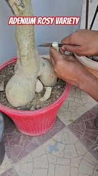 Best fertilizer of adenium plant VGRAFT Adenium #shorts