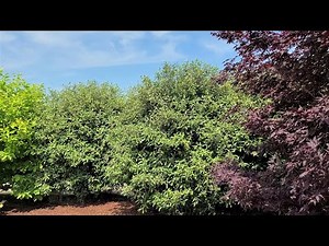 Viburnum X Pragense // EASY TO GROW Evergreen for Specimen, Privacy Hedging or Screen Planting👍👌😉👀