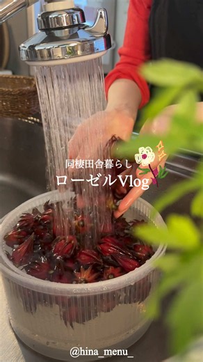 【同棲田舎暮らし🌸】ローゼルの美味しい食べ方4選 【ローゼルの下処理】┈┈┈┈┈┈┈┈┈┈ 1️⃣下の部分を切り落として 箸などで種を押し出す◎ 【🌷ローゼルジャム】┈┈┈┈┈┈┈┈┈┈ ￤ローゼル…100g ￤砂糖…大さじ２ ￤りんご…1/4弱 ￤蜂蜜…小さじ1~2 1️⃣トロトロと原型がなくなるまで煮詰める 【🫙ローゼルの塩漬け】┈┈┈┈┈┈┈┈┈ ￤ローゼル ￤塩…ローゼルに対して10% 1️⃣ローゼルを細かく刻み 煮沸消毒をした瓶に入れて10%の塩を加え 翌日からいただきます。 【🍪ザクザクオートミールクッキーのローゼルジャム】 ￤ローゼルジャム…お好み ￤水切りヨーグルト…少し塩入れて水切る ￤★オートミール粗粉末…60g ￤★塩…少し ￤★牛乳…大さじ2 ￤★油…大さじ2 ￤★ホケミ…大さじ2 1️⃣★をよく混ぜてノンフライヤーで170度15~20分焼く （オーブンの場合は、180度約20~25分程） 【 🍃しその実お稲荷さん 】┈┈┈┈┈┈┈┈┈ ￤油揚げ…4~5枚 ￤★醤油…大さじ２ ￤★みりん…大さじ２ ￤★砂糖…小さじ２ ￤★水…50ml ￤白米…お茶碗1