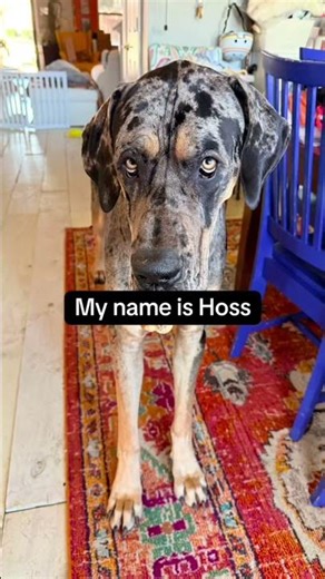 Pickup line academy is in session. Lesson 13 has a bonus line for closers. #hossthelovedane