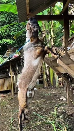 H-3 Lebaran jemur Kambing Jawa Randu Jrabang calon Qurban 2026 | #kambing #goat #peternakmuda #viral