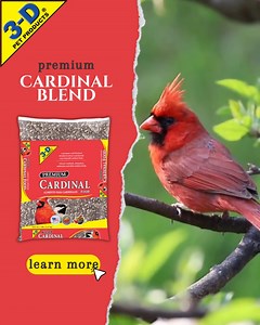 Did you know there are 18 Northern Cardinal subspecies are recognized? These granivorous, or grain-eating birds also like to eat fruits. Fill your feeders with Cardinal Food to welcome more to your backyard: https://www.3dpetproducts.com/products/cardinal-food/ | 3-D Pet Products | Facebook