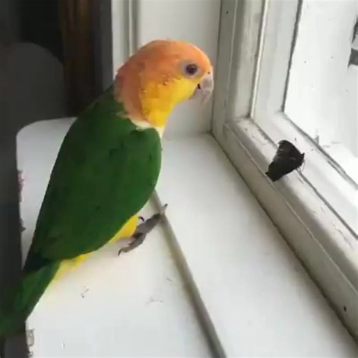 Instant replay 🤣🥰 | Birbs 4 U