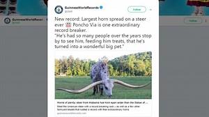 Record Texas longhorn has horns wider than Statue of Liberty's face