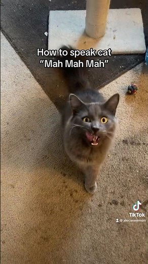 How to Speak Cat: Lesson 1