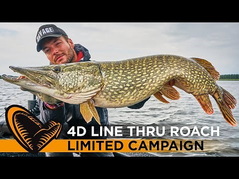 4D Line thru roach - A truly superb imitation lure that looks and swims like a real roach