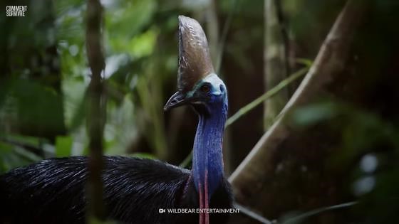 Pourquoi cet oiseau avait été considéré comme le plus meurtrier au monde
