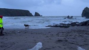 612K views · 10K reactions | This is my dog Cleo at the beach on New...