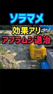 [Aphid control spray that worked]