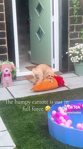 Elsie and her bloody carrott 🤣🐶🤦‍♀️ #cockapoosoftiktoks #cockapoo #cockapoolove #puppylove #funnydogsvideo #funnydogsoftiktok #dogtok #fyp @Nathan Coates777 @catherinewilloug1