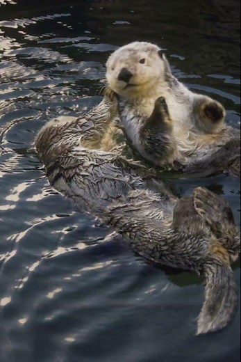 Sea Otter Baby Does the CUTEST Water Flip 😭🦦 | Mom Saves the Moment!