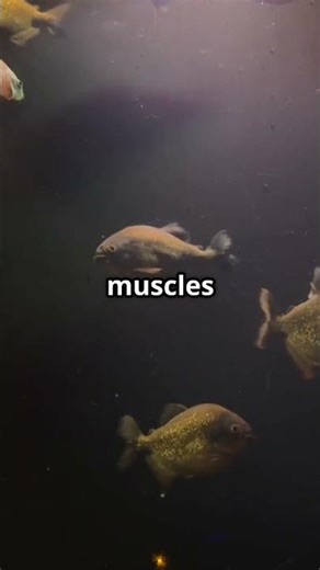 The Fish That Lives Where Submarines Would Collapse: SHOCKING!!!