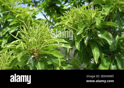 Delicate european chestnut tree blossoms unfurling, showcasing vibrant green growth and natural beauty during springtime flowering season Stock Video Footage - Alamy