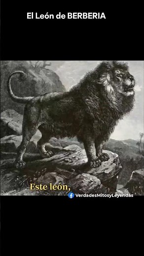 EL LEÓN DE ATLAS, EL MAS GRANDE QUE VIVIÓ