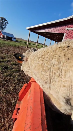Ferdinand Bulls: Understanding the Whited Dexter Cattle Breed
