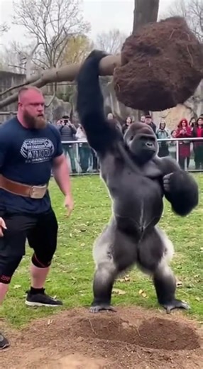 Gorilla lift big tree in the zoo. #Gorilla