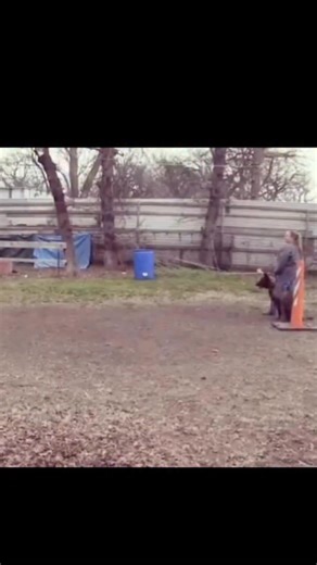 Stan Smith - Iron Sharp K9 | Dog Training DFW | Make sure to brace yourself as a handler this dog get active | Instagram