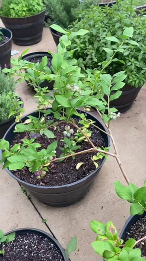 Blueberry Bushes: Planting Tips and Pairing Guide