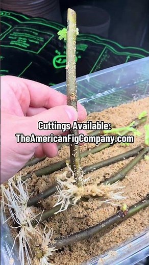 The Rarest Fruit Trees I Have Ever Grown and the Crazy Way I Propagated Them