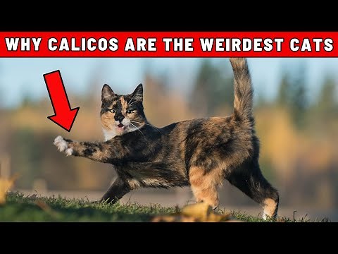 Researchers Confirm: Calicos are the Weirdest Cats in the World – Here is Why