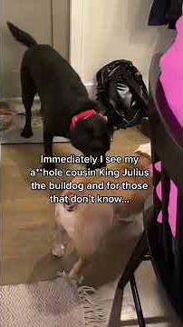 King Clarence the talking Labrador HATES family “party’s”?! 😳