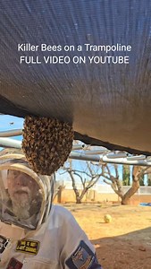 3M views · 24K reactions | KB Trampoline #honeybees #killerbee #killerbeeguy #invasivespecies | Killer Bee Guy | Facebook