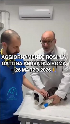 ♦️ 𝗔𝗚𝗚𝗜𝗢𝗥𝗡𝗔𝗠𝗘𝗡𝗧𝗢 𝗥𝗢𝗦𝗜: 𝗟𝗔 𝗚𝗔𝗧𝗧𝗜𝗡𝗔 𝗔𝗕𝗨𝗦𝗔𝗧𝗔 𝗔 𝗥𝗢𝗠𝗔 #sosconsulenzepergatti #gatto #cat #Rosi #Roma