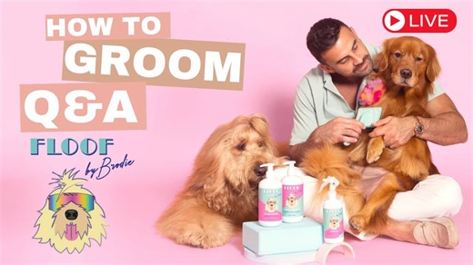 Live grooming with Brody: Transform your doodle’s coat with Floof by Brody!