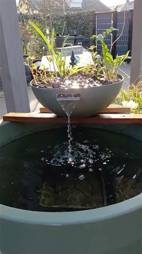 my summer guppy pond is in the start up! #fishpond #guppy #fish #diypond #diy #biofilter