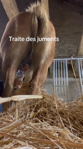 🌿La traite des juments 😍🌿 La question la plus posée ! Je vous réponds en image 😁 | L'écrin blanc