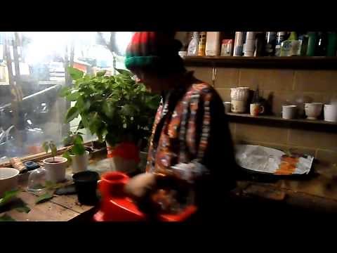 How to take a cutting from a Poinsettia.