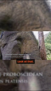 ICE AGE MONSTERS, CARVED IN STONE. Hidden deep in Colombia’s highlands. We filmed giant reptile and mastodon carvings at a possible 10,500 BC Ice Age site - megaliths that challenge everything we’re told about the ancient world. These stones appear to link a forgotten mountain sanctuary to other Younger Dryas sites across Colombia, raising disturbing questions about who was here… and what they knew. 🎬 New film premieres 12.17.25 🔔 Watch the full field investigation on History Fuzz Subscribe an