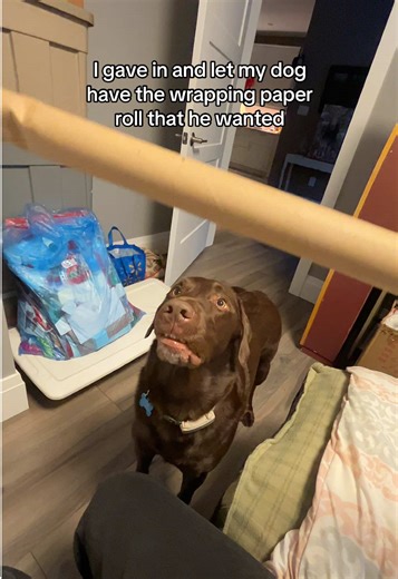 Hi my names Timber and welcome to Jackass - Christmas edition 🎄🐶 #chocolatelab #funnydogvideos #crazydog #welcometojackass #christmas