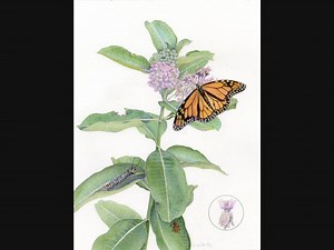 Botanical Drawing Lecture