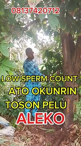 LOW SPERM COUNT ,, ATO OKUNRIN TOSON TI KOLEDI OMO #fblifestyletyle #explorepage | Iba Agba Asiri Laye Ewe ati Egbo
