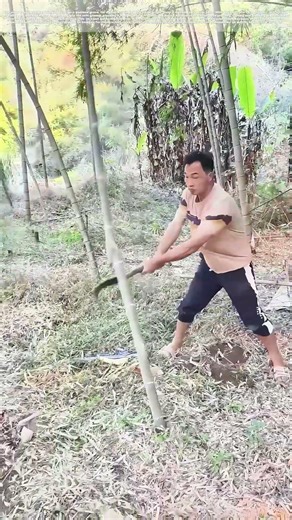 Slicing Stalks: Why a Machete's Cut Becomes the Next Row of Bamboo