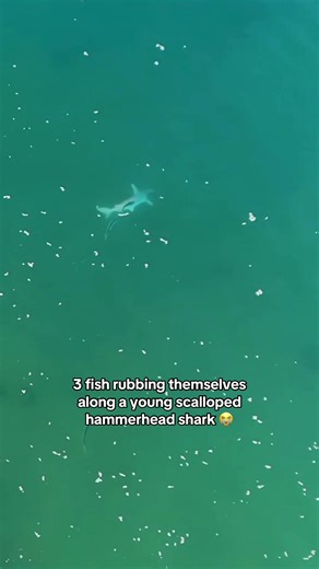 Fish Chafing on Sharks: Nature's Unique Behavior