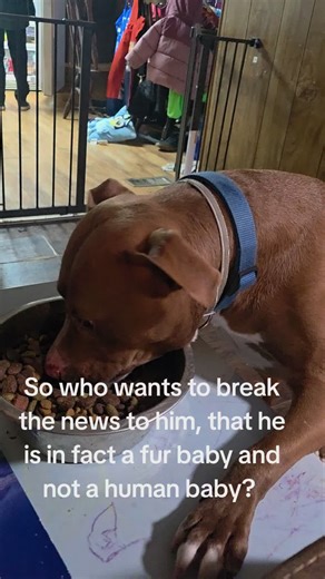 Meet Our Silly Frog Dog - The Bestest Boy!